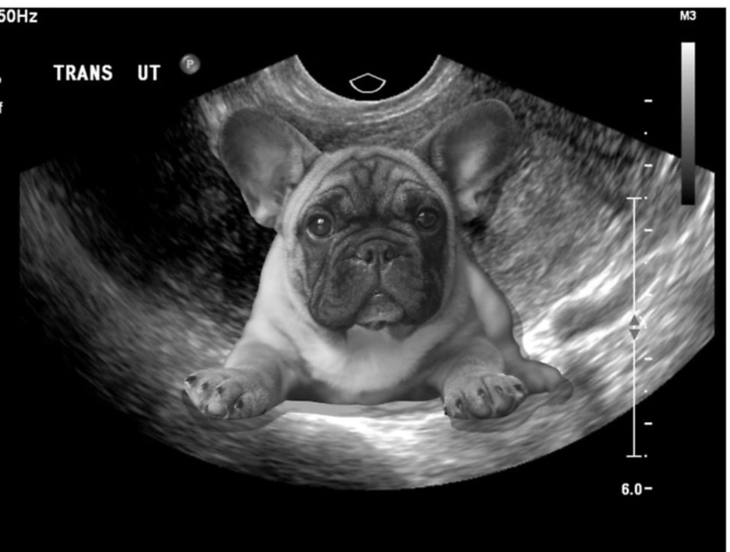 Gestation confirmée