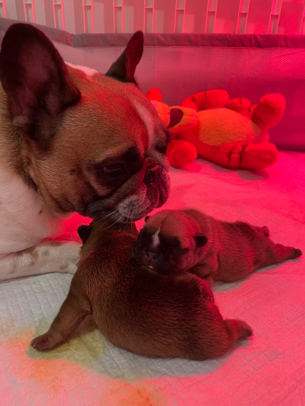 Les bébés de Stella