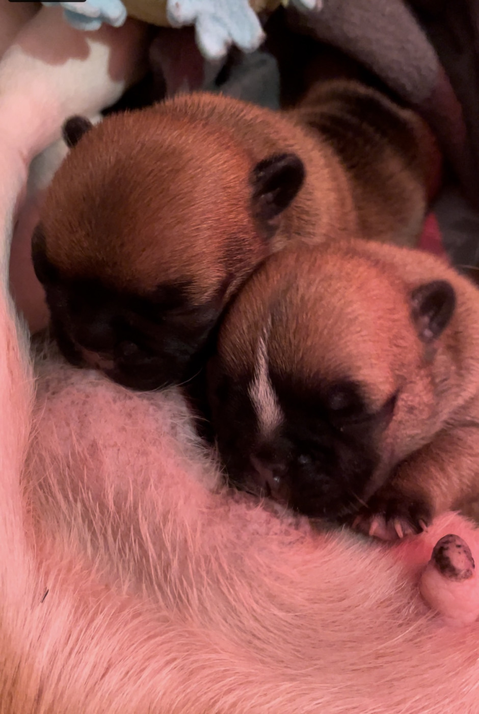 Chiot Bouledogue français le Domaine de Kiara